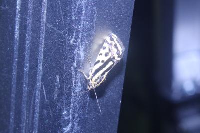 <i>Emmelia trabealis</i>