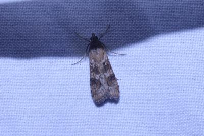 <i>Nomophila noctuella</i>