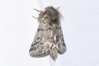<i>Thaumetopoea pityocampa</i>