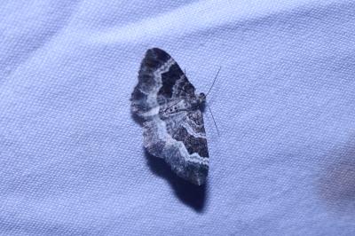 <i>Epirrhoe alternata</i>