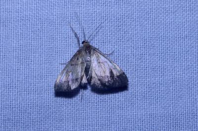 Evergestis limbata
