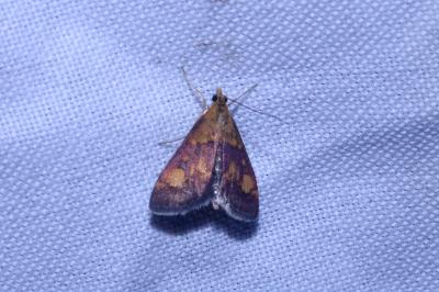 <i>Pyrausta aurata</i>