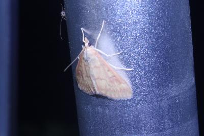 <i>Ostrinia nubilalis</i>