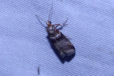 <i>Acrobasis tumidana</i>