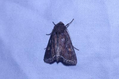 Lacanobia oleracea