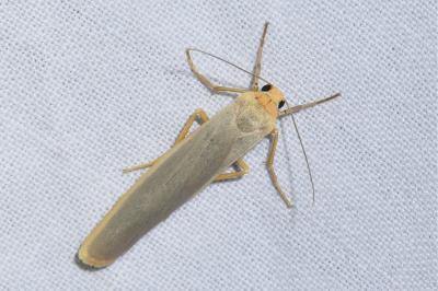 <i>Manulea complana</i>
