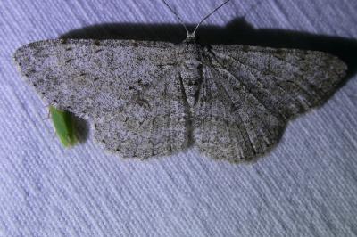<i>Hypomecis punctinalis</i>
