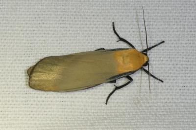 <i>Lithosia quadra</i>