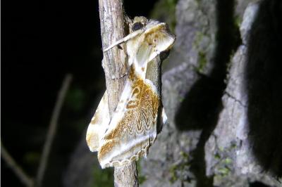 <i>Habrosyne pyritoides</i>