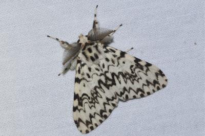<i>Lymantria monacha</i>
