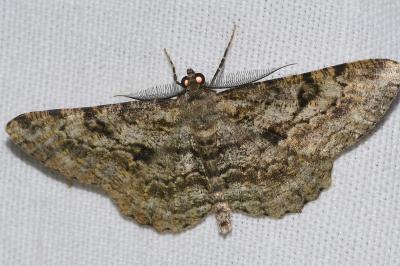 <i>Peribatodes rhomboidaria</i>