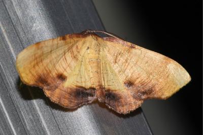 <i>Plagodis dolabraria</i>