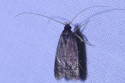 <i>Eurodachtha siculella</i>