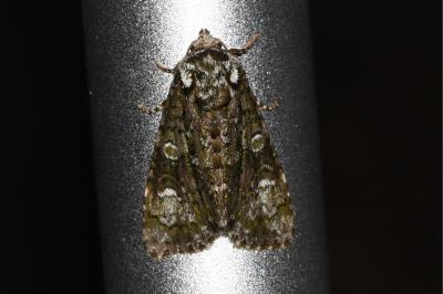 <i>Craniophora ligustri</i>