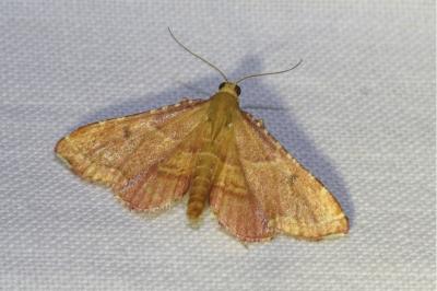 <i>Endotricha flammealis</i>
