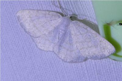 <i>Cabera exanthemata</i>