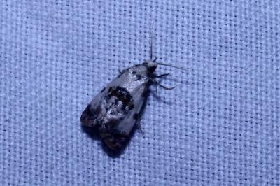 <i>Cochylis hybridella</i>