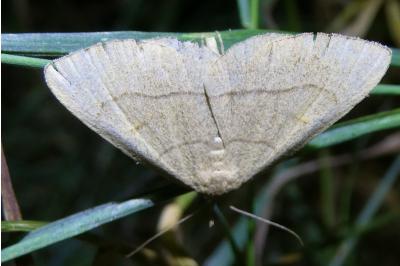 <i>Paracolax tristalis</i>