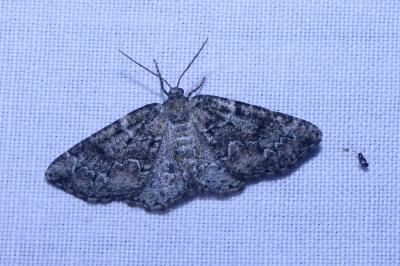 <i>Cleorodes lichenaria</i>