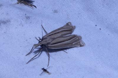 <i>Ancylolomia tentaculella</i>