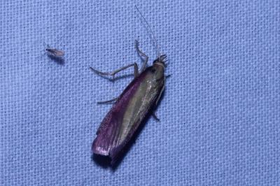 <i>Oncocera semirubella</i>