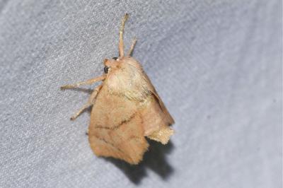 <i>Apoda limacodes</i>