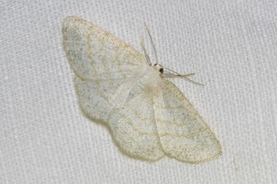 <i>Cabera exanthemata</i>