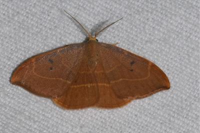 <i>Watsonalla binaria</i>