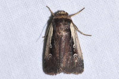 <i>Ochropleura plecta</i>