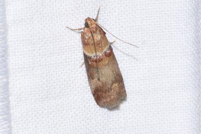 <i>Acrobasis tumidana</i>