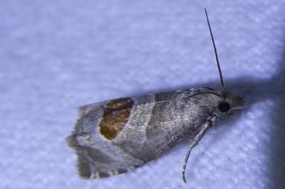 <i>Notocelia uddmanniana</i>