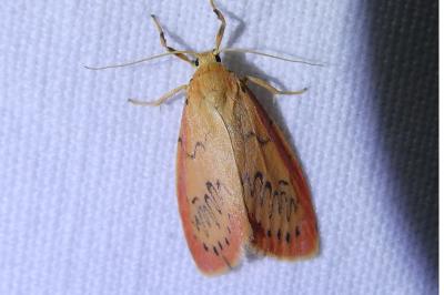 <i>Miltochrista miniata</i>