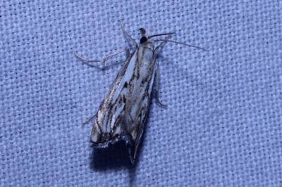 <i>Catoptria falsella</i>