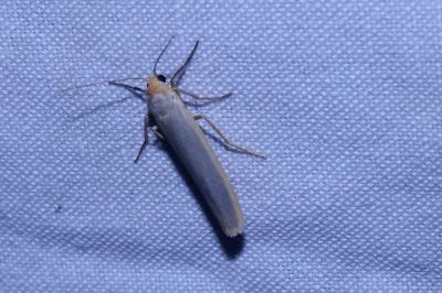 <i>Manulea complana</i>