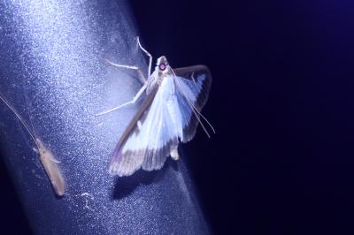 <i>Cydalima perspectalis</i>