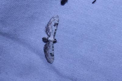 <i>Eupithecia centaureata</i>