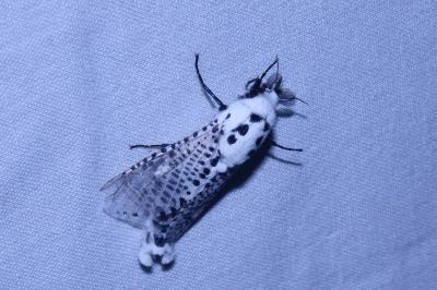 <i>Zeuzera pyrina</i>