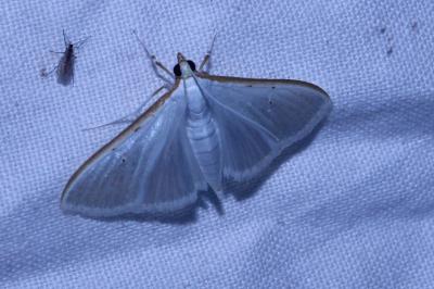 <i>Palpita vitrealis</i>