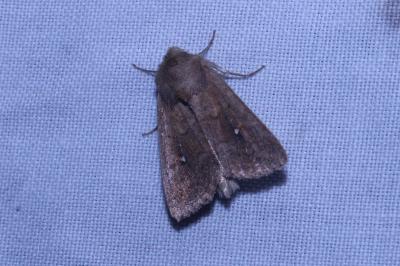 <i>Mythimna albipuncta</i>