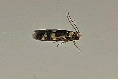<i>Oegoconia</i>