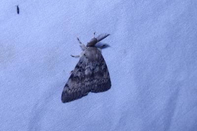 <i>Lymantria dispar</i>