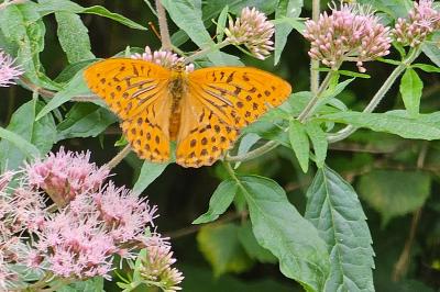 <i>Argynnis paphia</i>