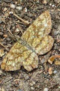 <i>Ematurga atomaria</i>