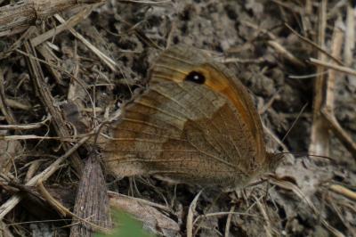 <i>Maniola jurtina</i>