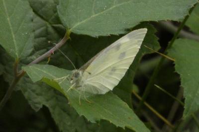 <i>Pieris</i>