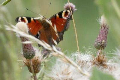 <i>Aglais io</i>