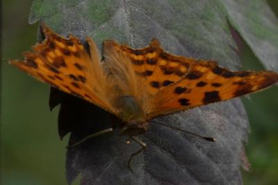 <i>Polygonia c-album</i>