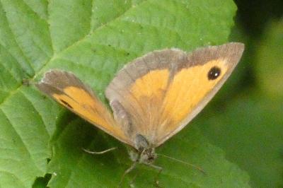 <i>Pyronia tithonus</i>