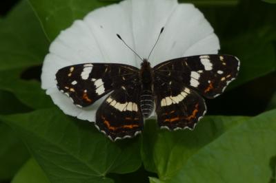 <i>Araschnia levana</i>