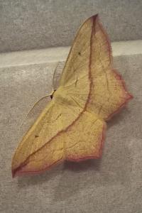 <i>Timandra comae</i>